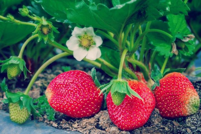 Kuidas väetada maasikaid? 4 inimeste viis | ZikZak
