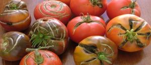 Miks on praod tomatite. Põhjused, mis nad ei tea, kõik aednikud.