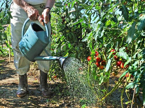 Tomatite jms kuumuse ja niiskuse (teplicnik.ru)