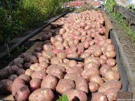Nagu igal aastal koguda 800 kg. kartulid sadu