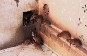 Lihtne viis vabaneda rotid ja hiired majas.