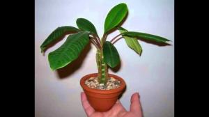Indoor kasvab Euphorbia õigesti. peensusi hooldus
