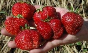 Mis sordid istutada maasikad sööda magusalt marjad kogu suve.