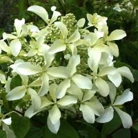 5 ebatavaline sorte Hortensia paniculata tüüp, mis kohe meelde