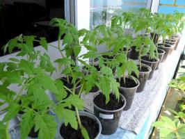 Millal ja kuidas õigesti istutada tomati seemikud
