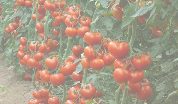Rich tomati saagi. Foto internetist