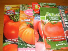 Super meetod leotamine tomati seemned. Kuidas mitte segada sordid? Meistriklass