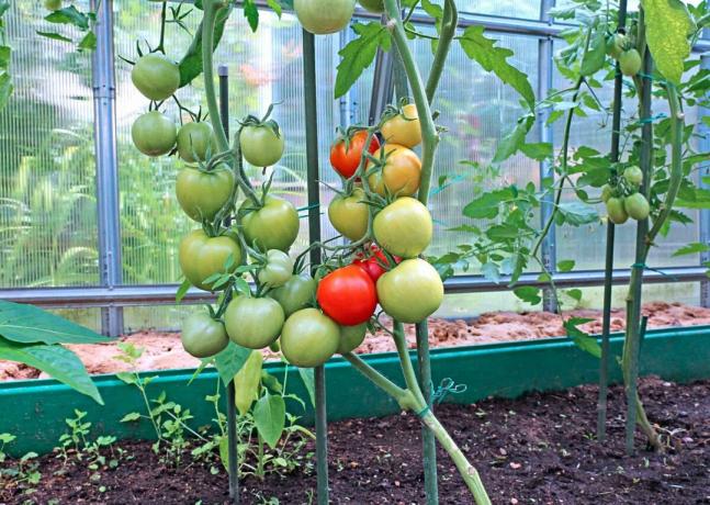Mulle meeldib, kui tomatid on mitte ainult maitsev, vaid ka ilus