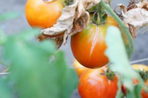 Häll kasvataja, miks tomatid lõhkeda ja mida teha