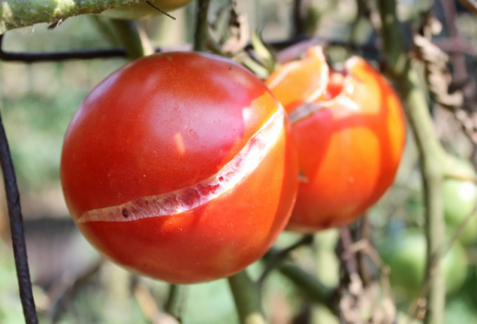 Krakitud tomatid: visuaalselt. Foto illustratsiooniks märgib võetud Yandex. pildid