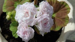 Pelargonium rokokoo: eriti istutamine ja kasvatamine ilu