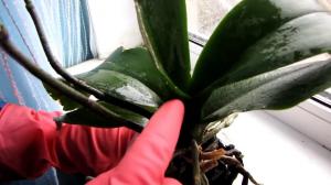 Ravimi Fitoverm: kuidas kasutada kahjurite tõrjeks orhideed