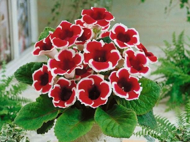 Gloxinia "Kaiser Friedrich." Foto internetist