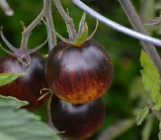 Harv tomatid. 6 parimat klassid