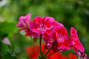 Cooking Pelargonium Mugavusdetailid talviseks