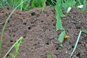 Väsinud sipelgad valdkonnas? Parim ja kõige olulisem töömeetoditega vabaneda kahjurite