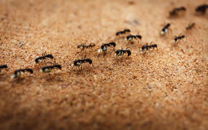 Banishes sipelgad soola | ZikZak
