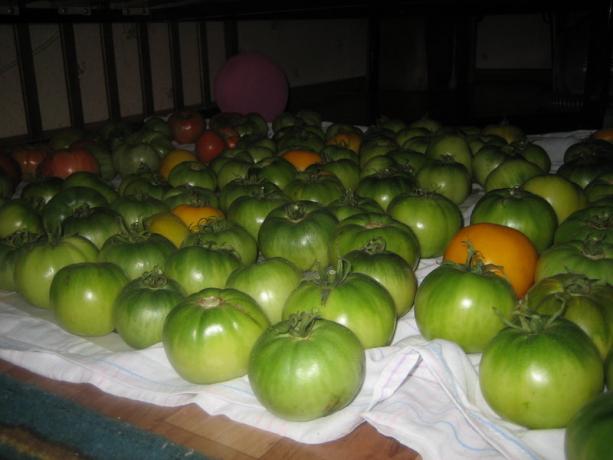 Küpsemine tomatid (yagodka.club)