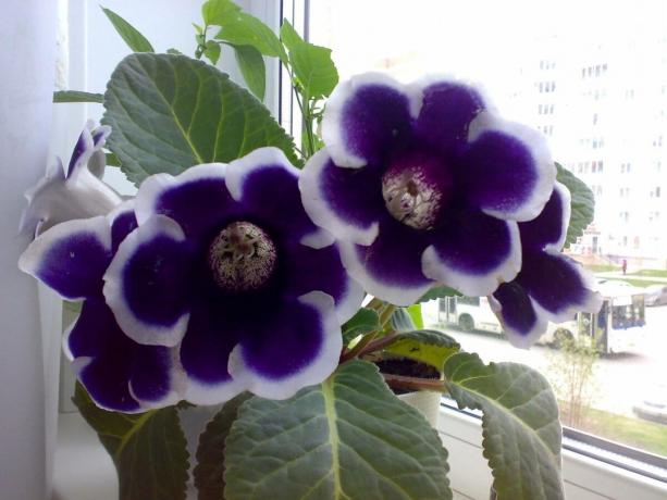 Gloxinia aknalaual linna - puhkus kohapeal! Hinne "Kaiser Wilhelm", foto: grebenshikova12.ucoz.ru