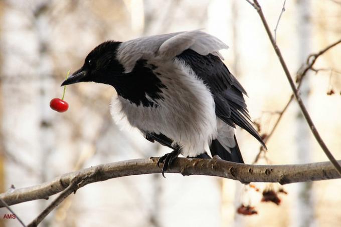 Crows ja harakad on väga meeldib süüa marju. Illustratsioonid artikkel võetud internet