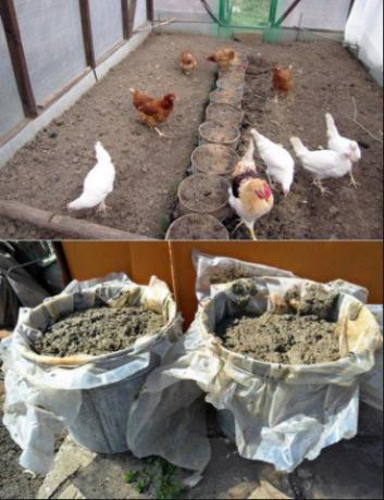 Õige kohaldamise kana sõnniku aias kasvab saagi