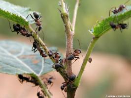 Kuidas vabaneda sipelgad ja samal ajal väetada taimi