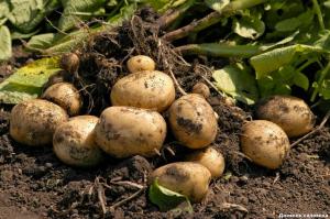 Pealevõtmine alates bush 7 kg. kartulid. Kõrge tootlikkusega meetod.