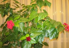 Hiina roos (Hibiscus) ei õitsema või anda vaid paar pungad. Nagu lihtsalt teda aidata!