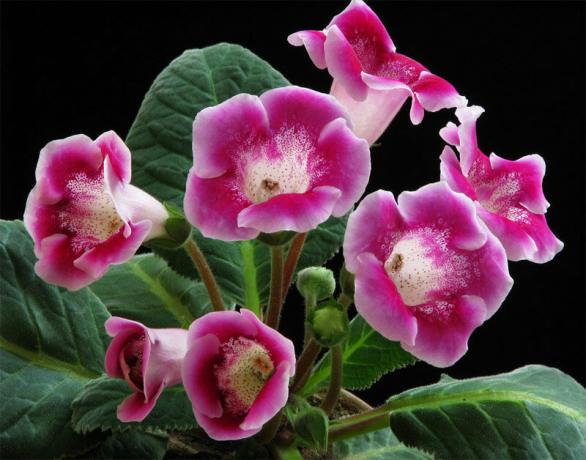 Muld - alusel edukas viljelusmeetoditest tuba gloxinia. Fotod 