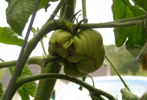 Miks kasvavad üles Ugli tomatite