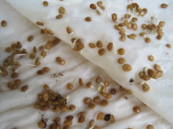 Nii välimus porgand seemned pärast ravi. Fotod tsvetydoma.ru