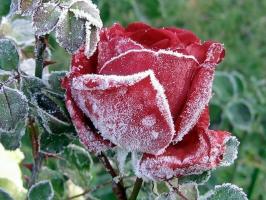 Valmistage roosid talvel: kuidas tujusid, mida ja mida varjata, kuidas kärpida. Kuidas värv mõjutab külm