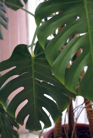 Tropical Monstera lehed - hästi tunnustatud vormile