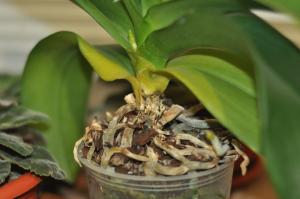 Haigused ja kahjurid orhidee Phalaenopsis