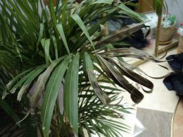 Miks kuivanud lehed kodumaise palm