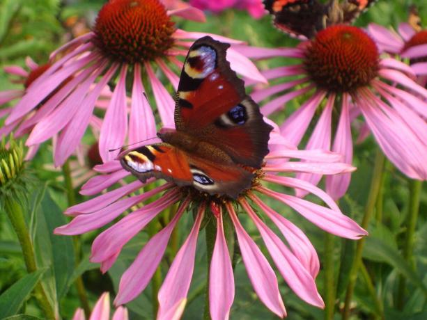 Butterfly istus Echinacea