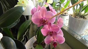 Õhuniiskus orhidee kasvatamine