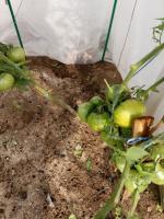 Tomatid valmivad halvasti vihmase ilmaga. Kas ma saan neid koguvad rohelised ja küpsema kodus