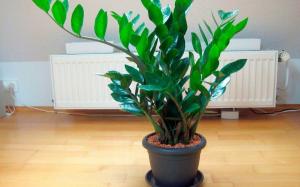 Zamioculcas (dollar puu) majas: mis lubavad märgid