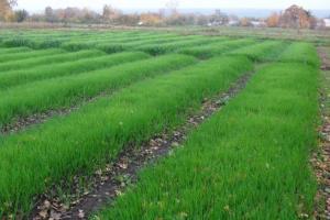 Rye-haljasväetistaim: istutamine sügisel kasvab viljakuse ja koristada köögivilju tõttu orgaanilised