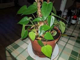 Kuidas noorendada Anthurium