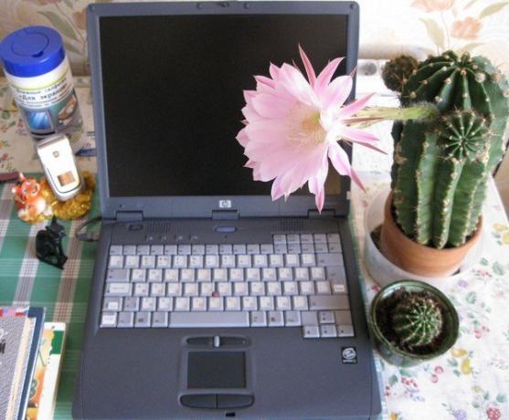 Cactus arvuti taga. Foto internetist