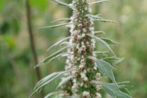 Motherwort: raviomadusi ja vastunäidustused, kui võtta