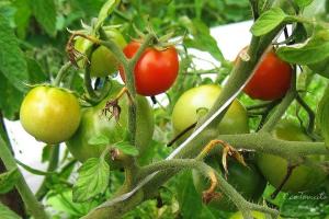 Tomatid õitsevad ja munasarjad ei. olukorra parandamiseks
