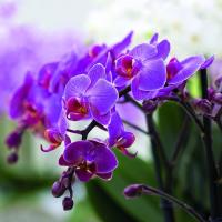 Mis on ühist Phalaenopsis orhideed ja Decembrists?