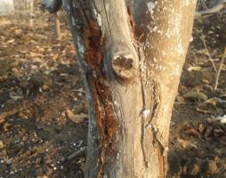 Oktoober: 4 saladused whitewashing sügisel puud tervise ja kõrge tootlikkus