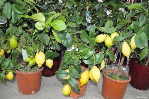 Kuidas kasvatada vilja sidruni ja mandariini alates kivi