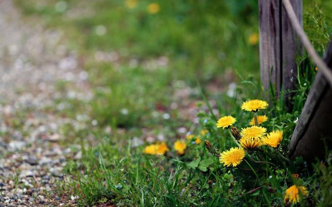 Hädas tihnikud dandelions | Aiandus ja aianduse