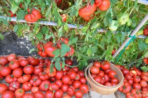 Alumised lehed, seda suurem saak tomatid (spetsiaalne režiim viljastanud ja niisutamine)