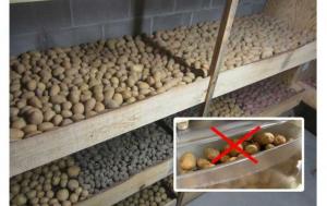 Vead kartuli säilitamine. Kuidas kartuleid.